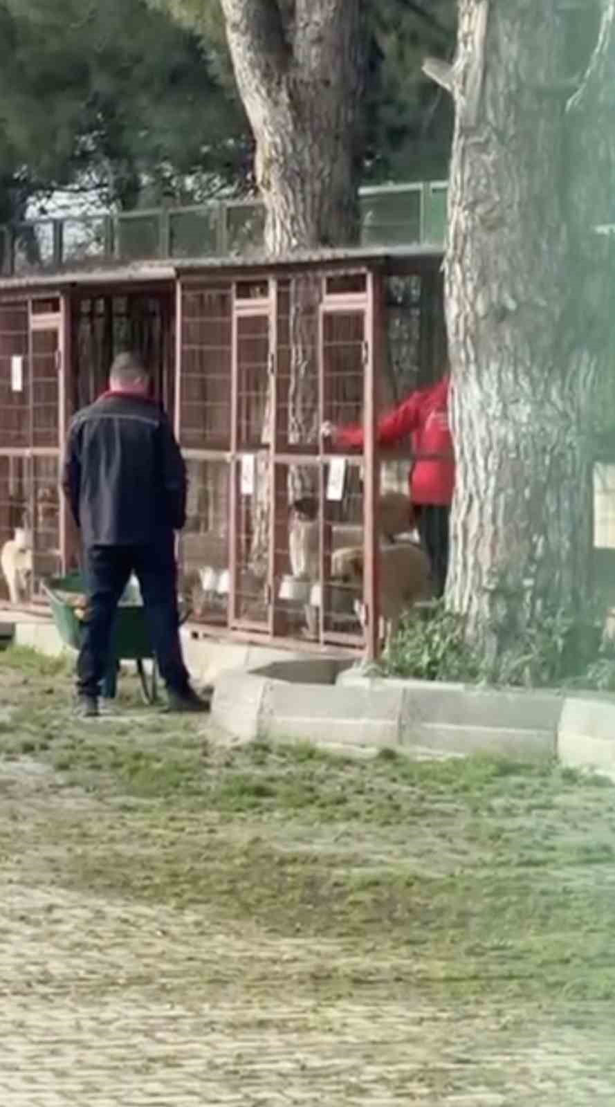 Gemlik'te barınak krizi: Hayvanseverler içeri alınmadı iddiası