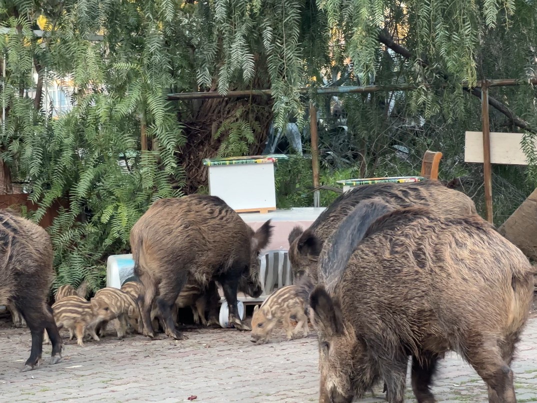 İzmir'de sokak köpeklerinin yerini yaban domuzları aldı