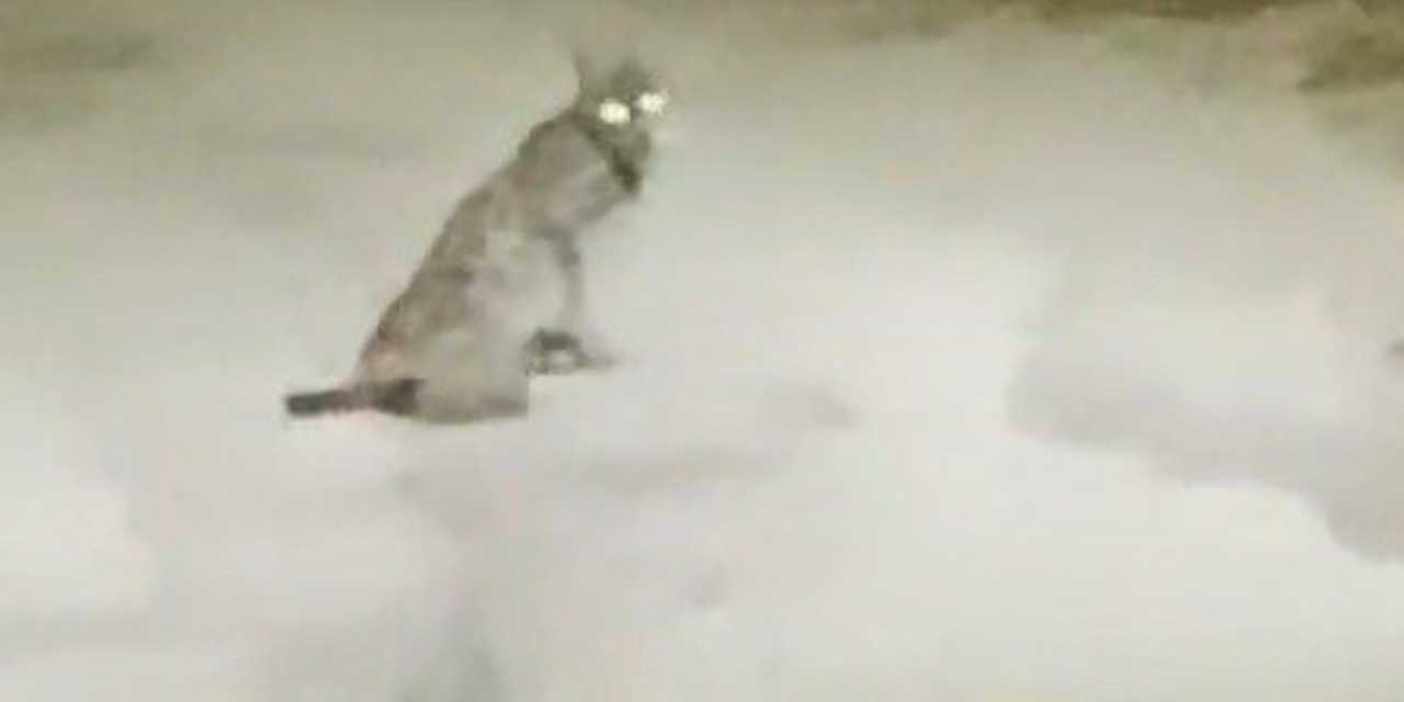 Konya’da nadir görülen vaşak mahallede görüntülendi