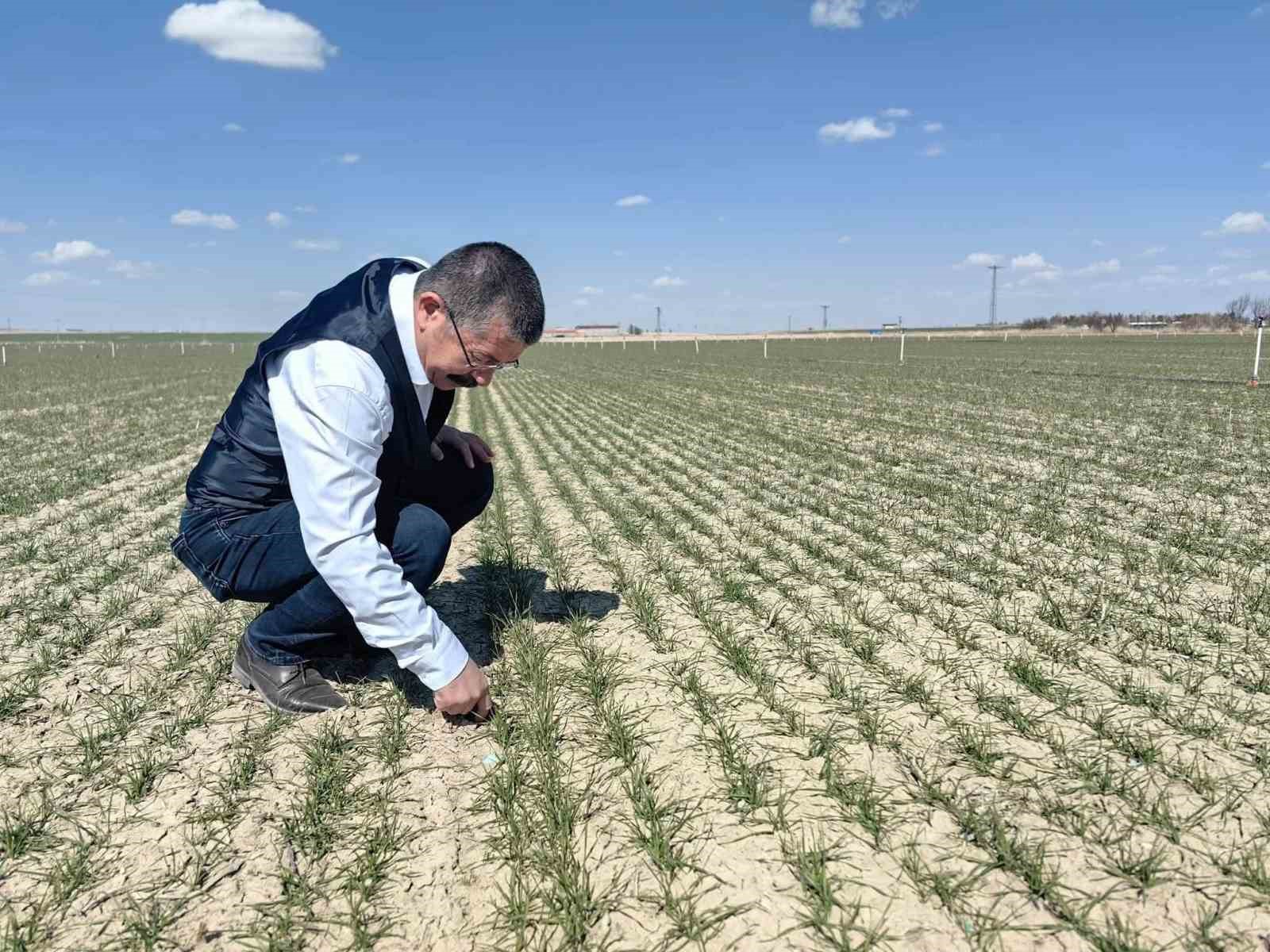 Konya Ovası'nda işler yolunda