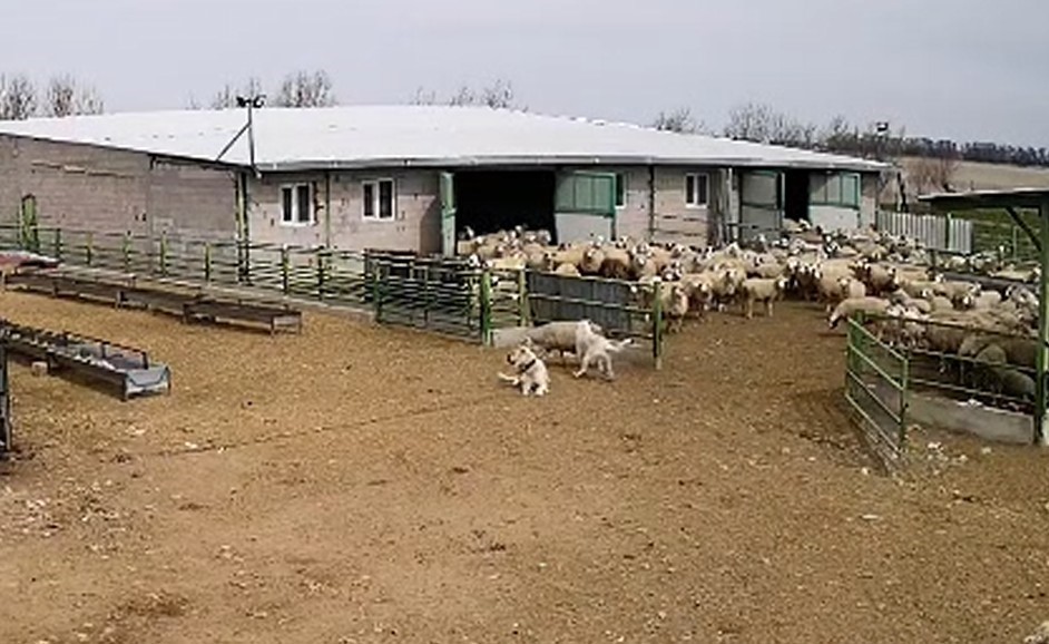 Karapınar’da şaşırtan görüntü: Çoban köpeği sadece izledi