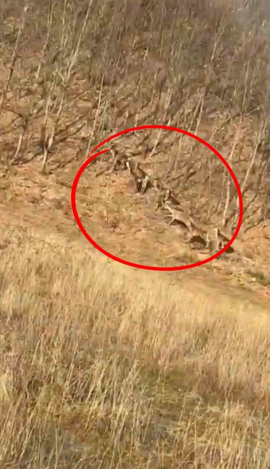 Bursa'da görüntülendiler