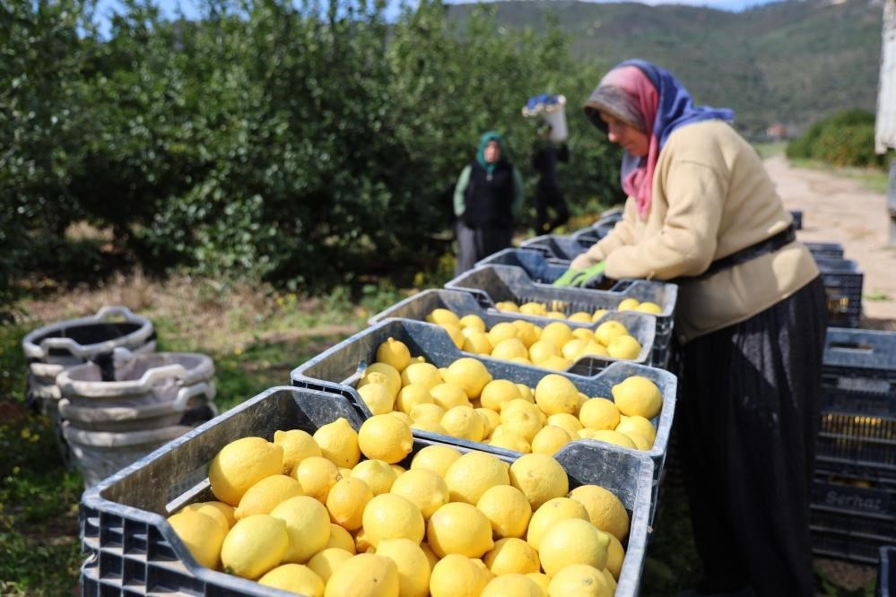Limonun maliyeti yüzde 410 arttı