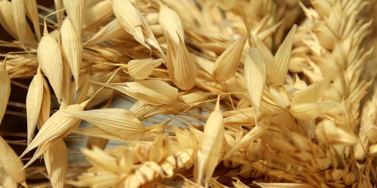 Konya Tarımında Yeni Dönem! Yeniçeri Yulafı Toprakla Buluştu