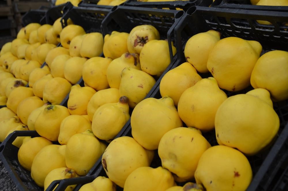 Ayva lüks oldu! Fiyatına bakan bir daha bakıyor