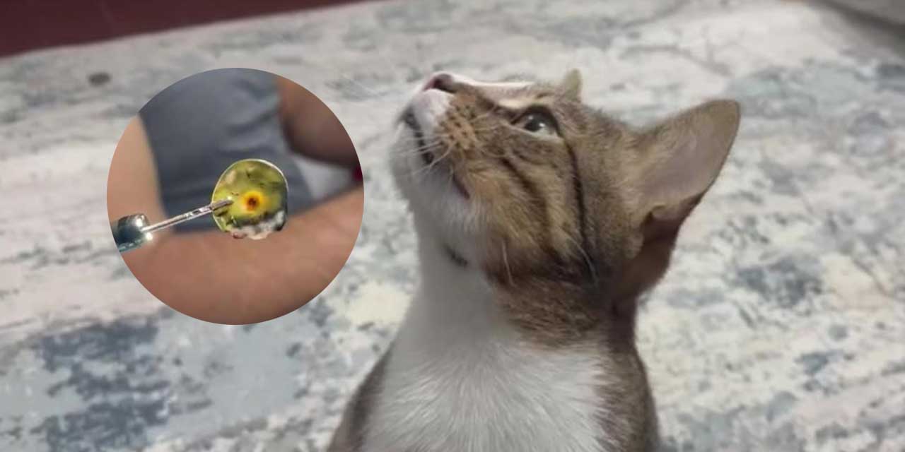 Röntgende Çıkmadı, Tomografi Yakaladı! Kedinin Midesindeki 4 Yıllık Sır