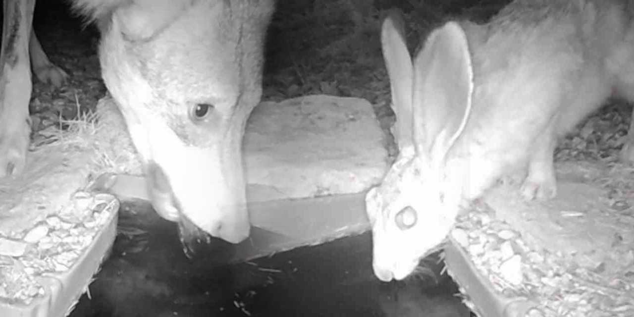 Karaman'da av da avcı da aynı yerden su içti! Fotokapan hepsini yakaladı