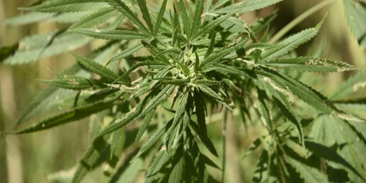 Kenevir üretiminde yeni dönem: Konya'da üretim sürecek