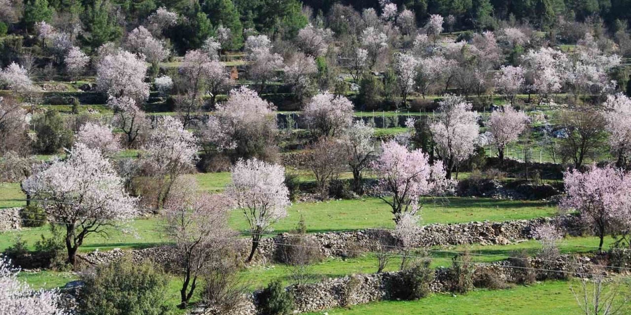 Doğada renk cümbüşü başladı! Çiftçi dondan korkuyor