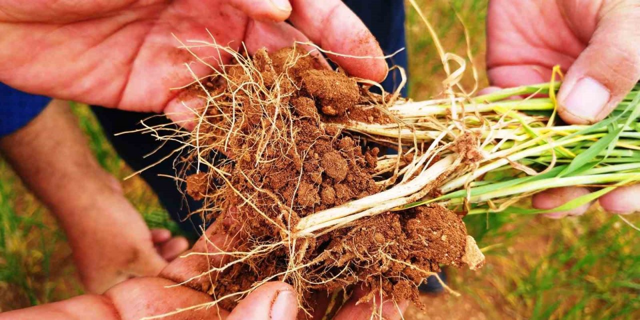 Konyalı çiftçilere yağış sonrası mantar uyarısı