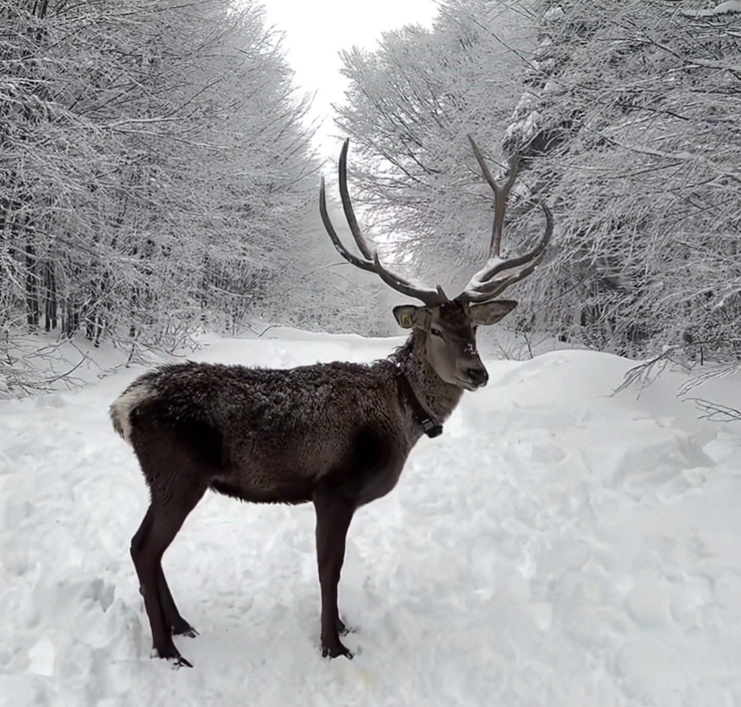 Kızılgeyik 1421 rakımda Kocaeli'yi temsil ediyor
