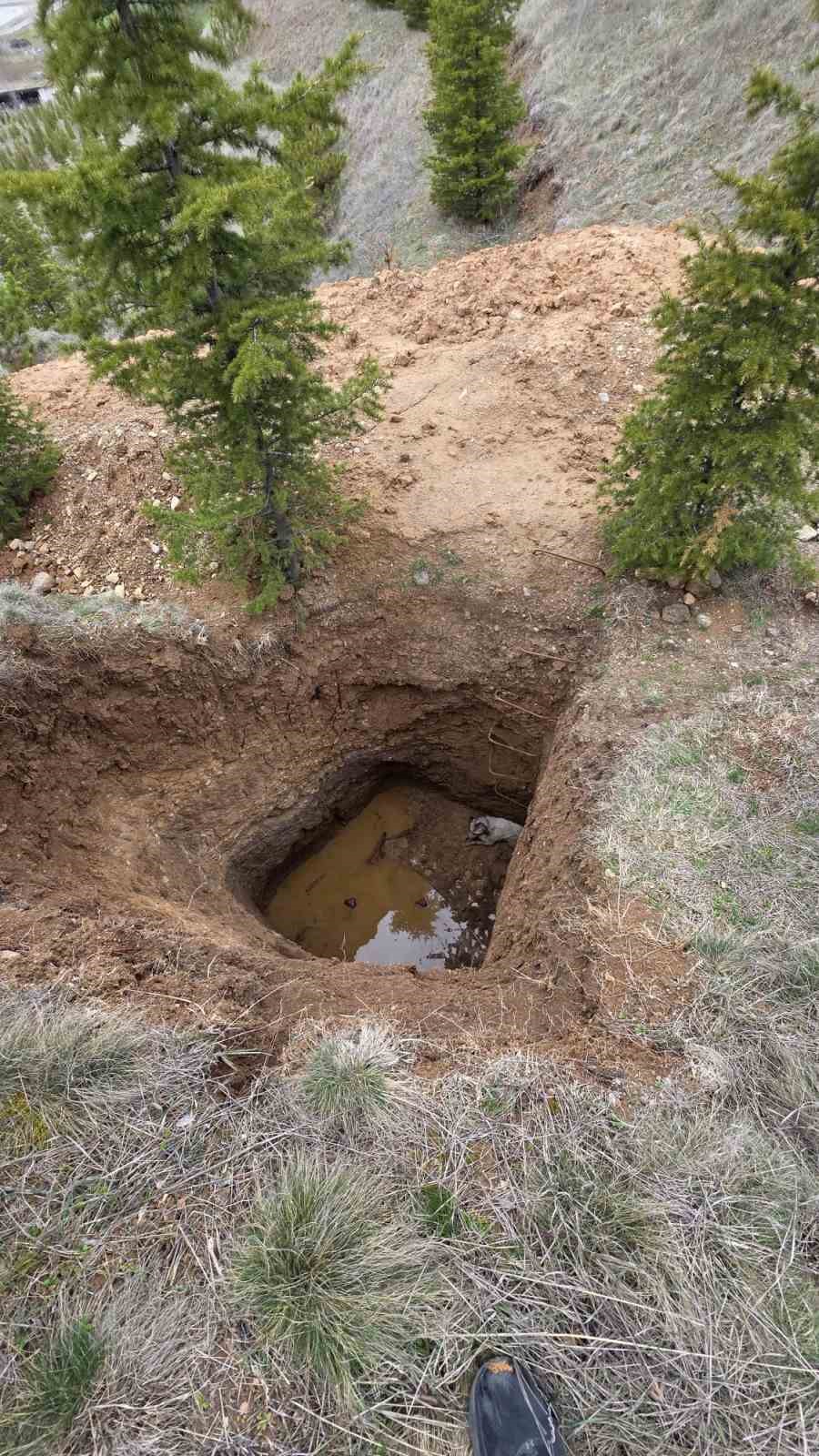 Defineci açtı köpek düştü belediye kurtardı