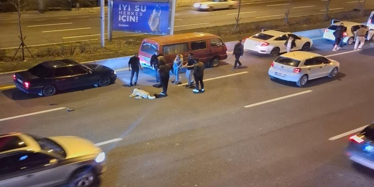 Başıboş sokak köpeği zincirleme kazaya neden oldu