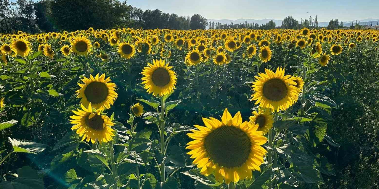 Konya’nın suyunu tüketti, yine de yetmedi! TÜİK verileri tabloyu ortaya koydu