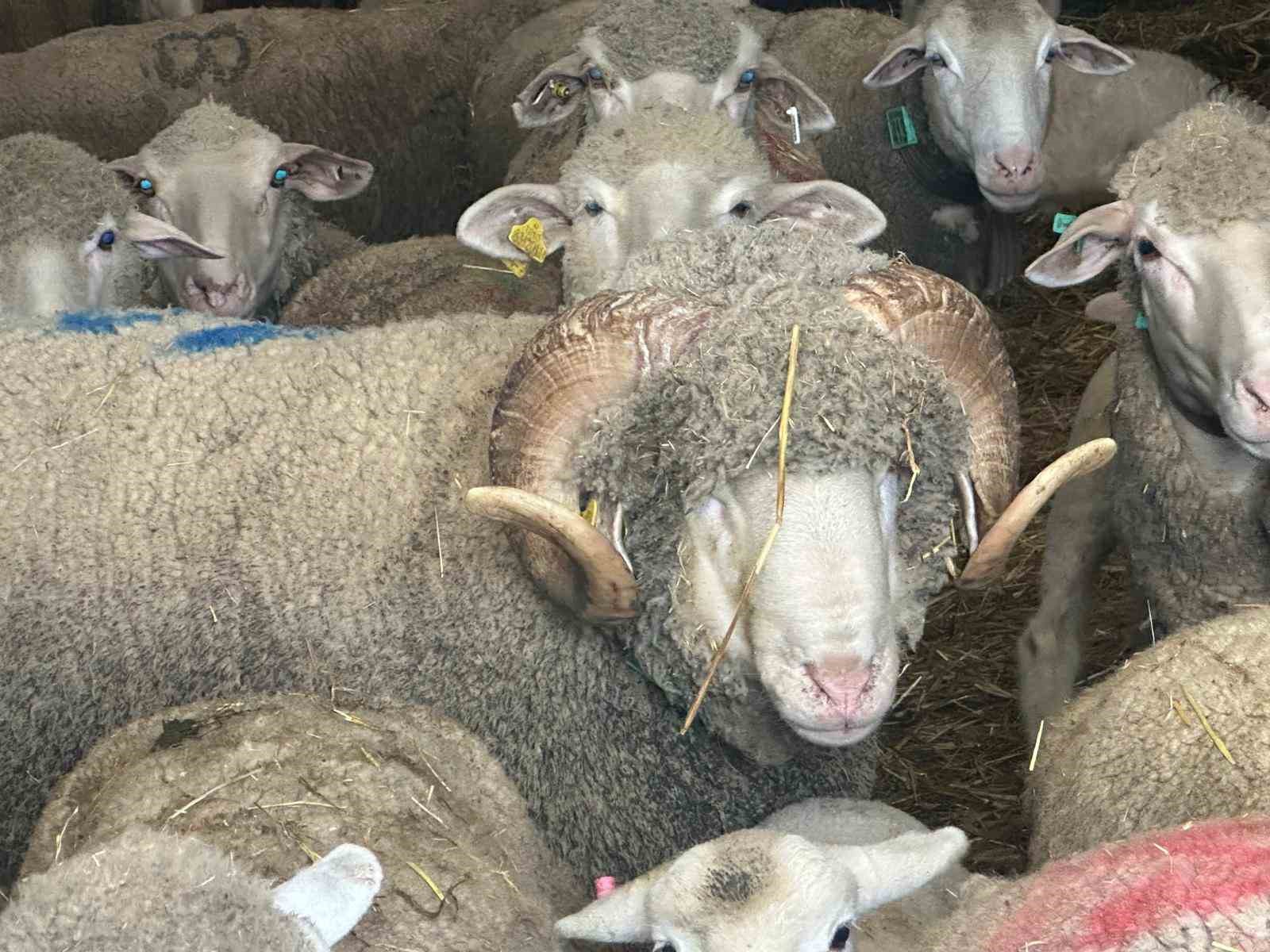 Konyalı çiftçiler sıraya girdi: Şampiyon koçun kuzuları kapışılıyor