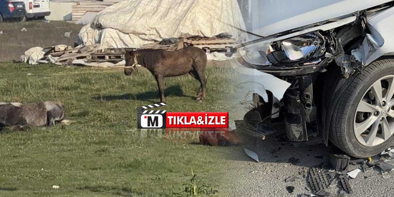 Bu da başıboş at sorunu! Duyan gülmekten kendini alamıyor