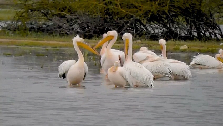 Pelikanlar geliyor