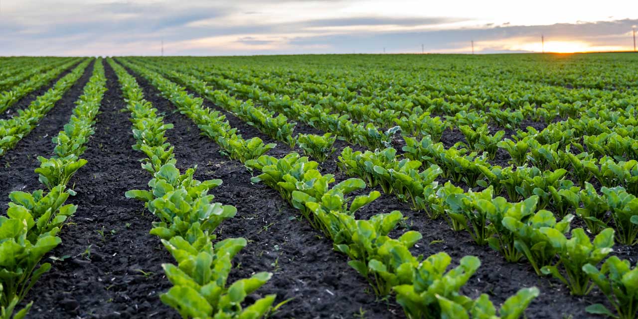 Konya Ovası'nın Can Suyu Yerin Altında Hapsoldu!