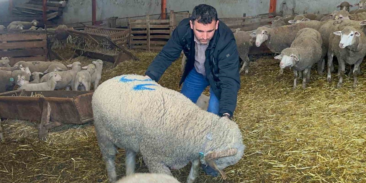 Konya'nın merinosları Bursa'dan geliyor