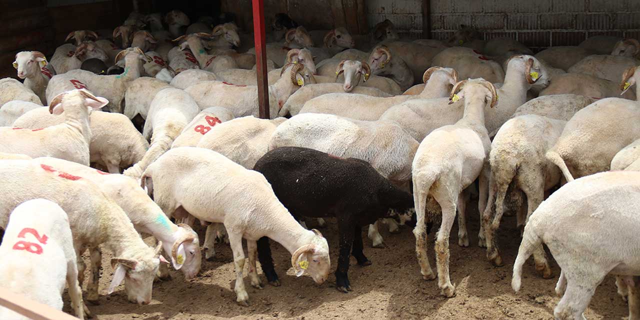 Çiftçiye Dev Destek: 100 Hayvan Bedava, Bakımı Bakanlıktan!