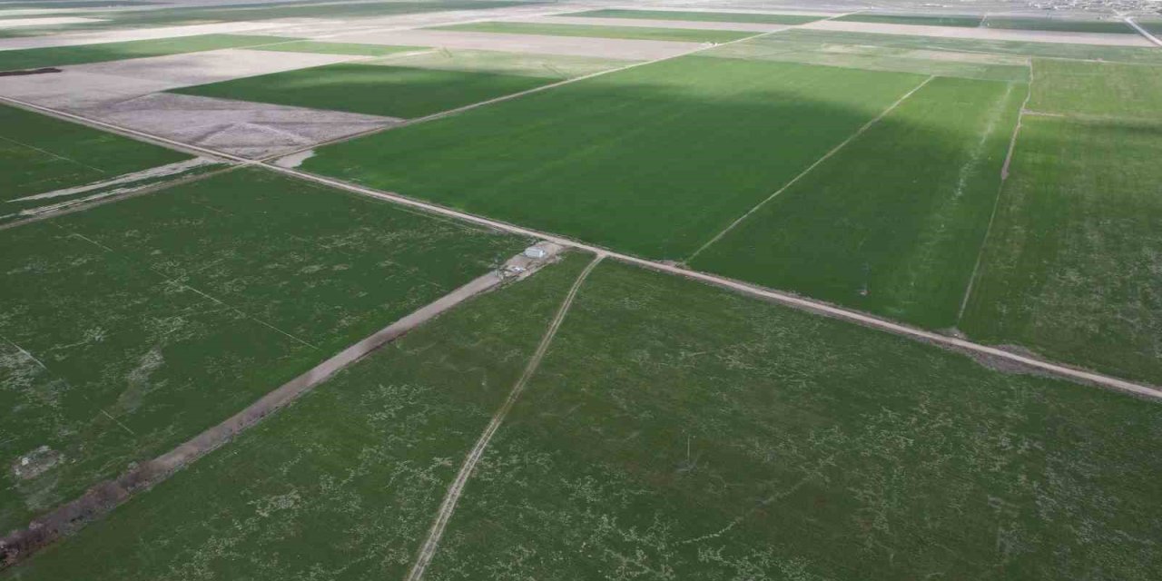 Konya Ovası’nda rekor bekleniyor