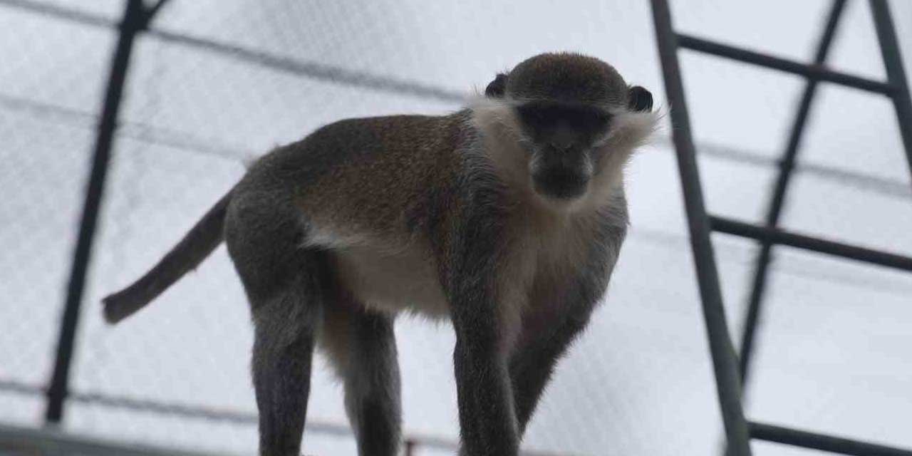 Denizli’de Yakalanan Maymun Konya’ya Getirildi