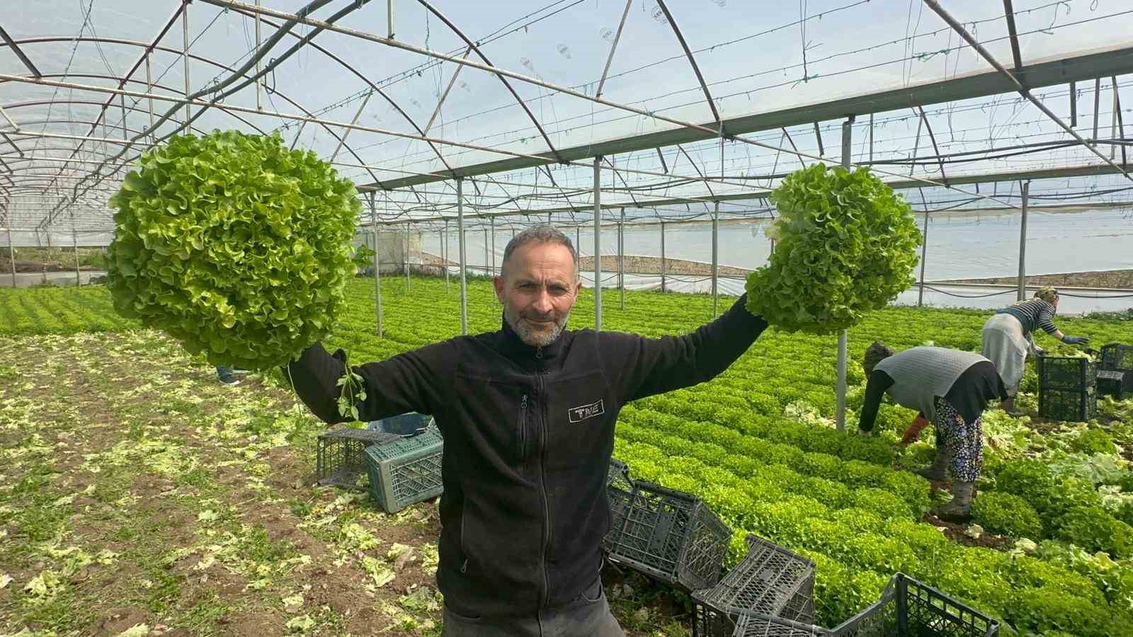 Kıvırcık tarladan 28 liraya çıktı