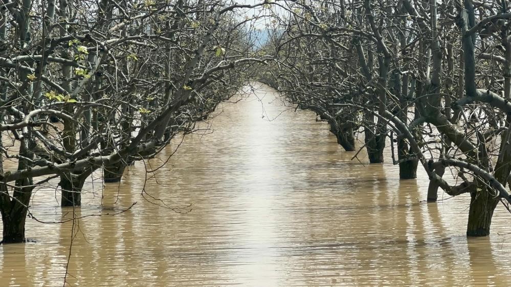 Yağış fazla geldi ağaçlar su altında kaldı