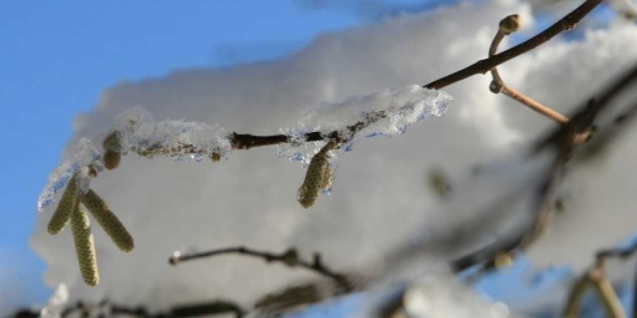 Konya'da don korkusu! Ağaçlar çiçek açtı