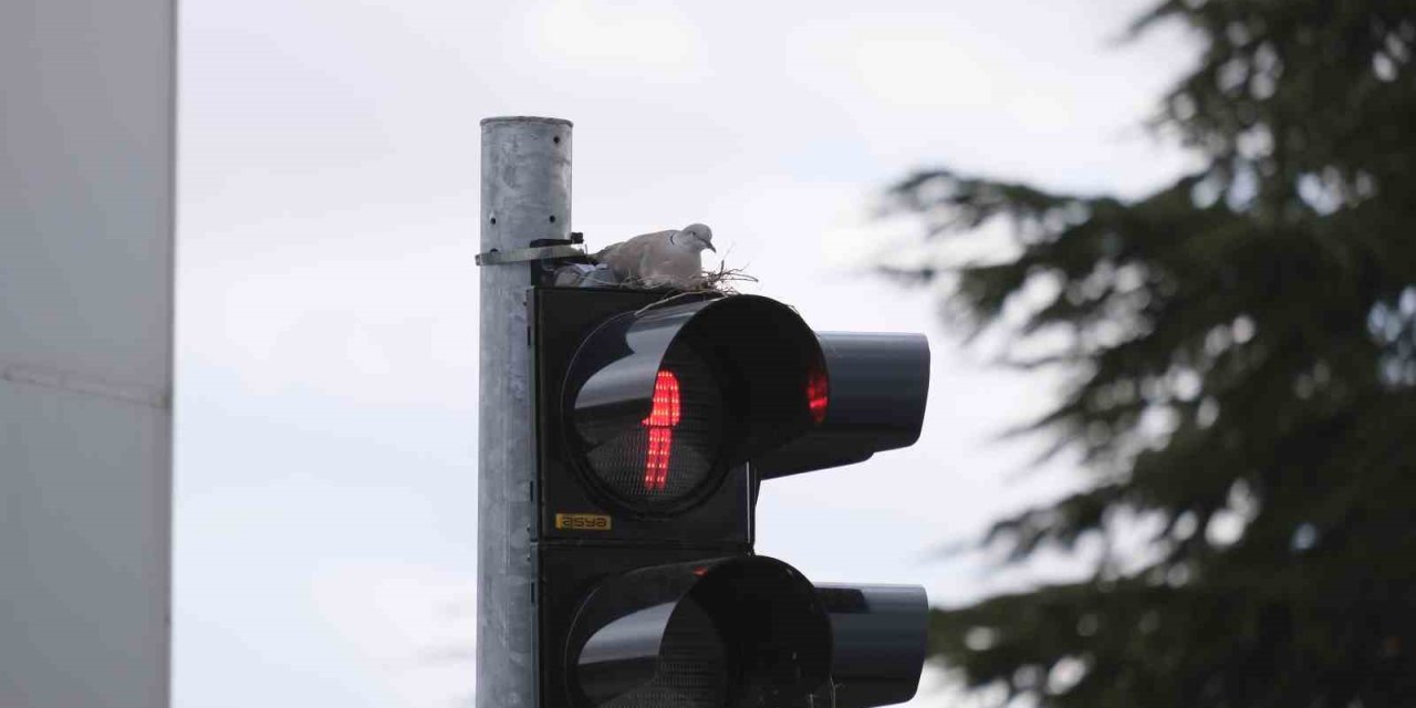 Işığa bakan şaşırıyor! Şehrin en işlek kavşağına yuva yaptı