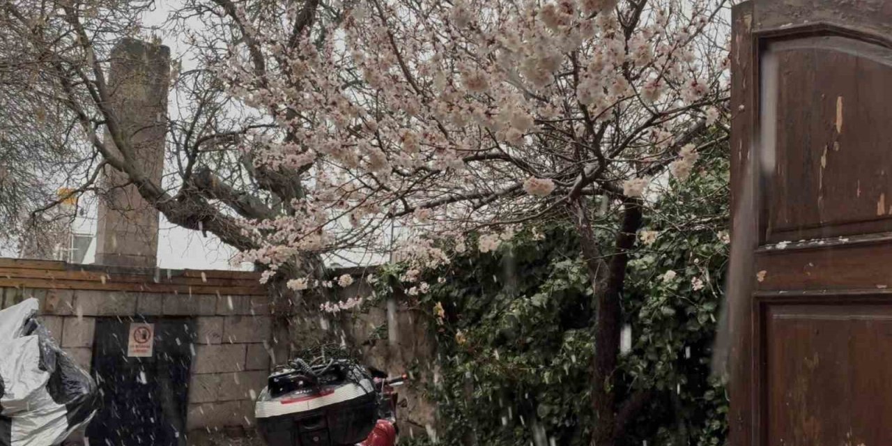 Çiçek açan meyve ağaçlarının üzerine kar yağdı