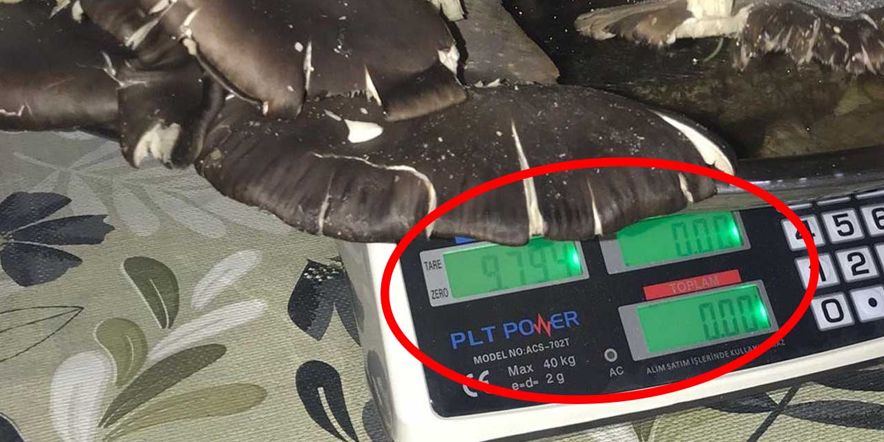 Konya'da dev mantar: Yemek için aradı müze gibi ziyaretçi topladı