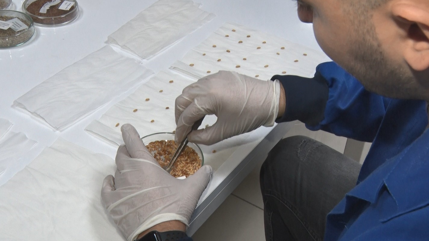 Türkiye’nin Tohum Kalesi: 122 Bin Çeşit Gen Bankalarında Korunuyor