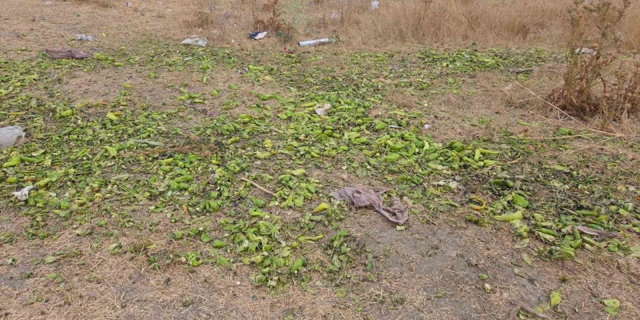 Biber Görüntülerinde Şoke Eden Gerçek Ortaya Çıktı