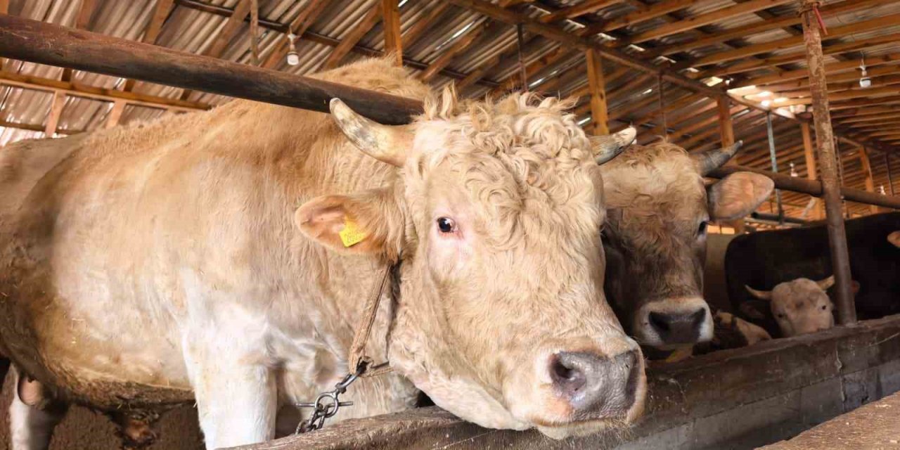 Tonluk ’Paşa’ 500 bin lira