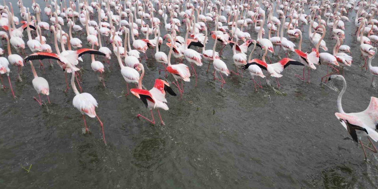 Pembe kanatlar Eber Gölü’nde