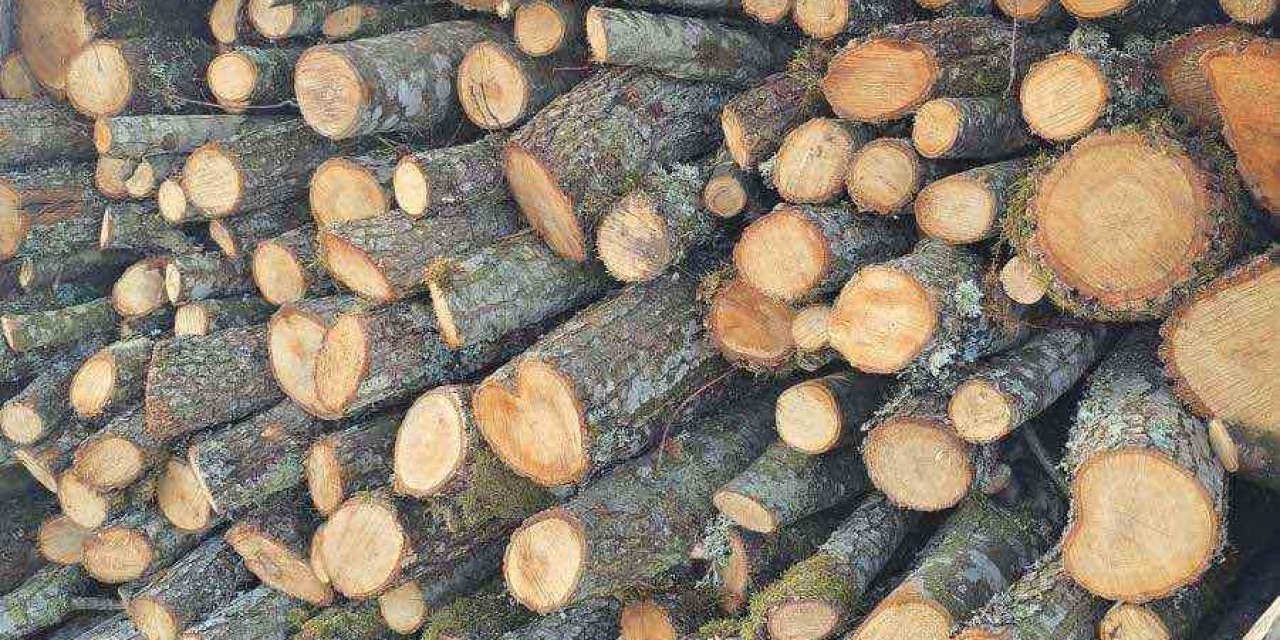 Durdurulan aracın bagajından kaçak odun çıktı