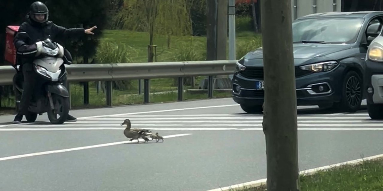 Ördek ailesi trafiği durdurdu