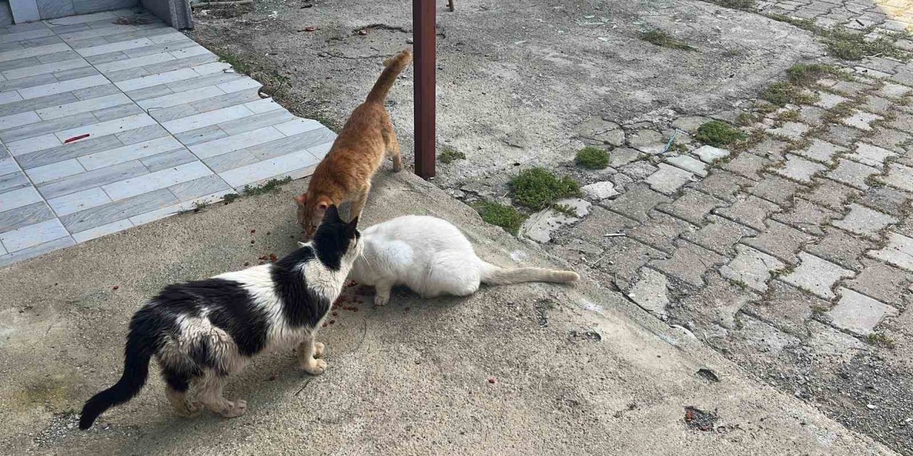 Kokudan Durulmayan Evden Dram Çıktı