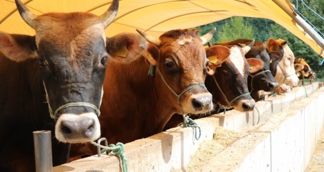 Tarladan Kaçan Genci Devlet Maaş Teklifiyle Geri Çağırıyor