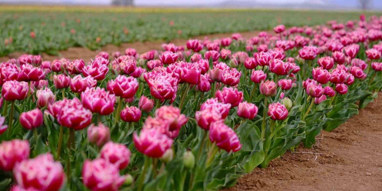 Karaman’ın lale tarlası ziyaretçilerine hazırlanıyor