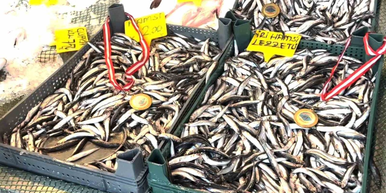 Balıkçı Kenan hamsiye "madalya" taktı