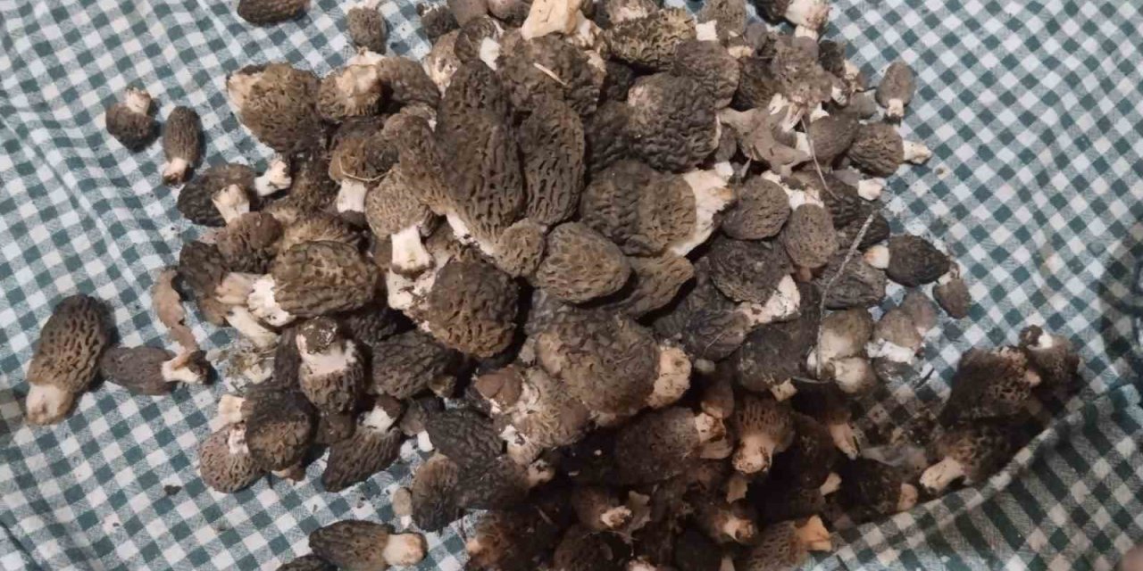 Toroslar’ın Eteklerinde Hasat Mesaisi! Kilosunu Gören Dağa Koşuyor