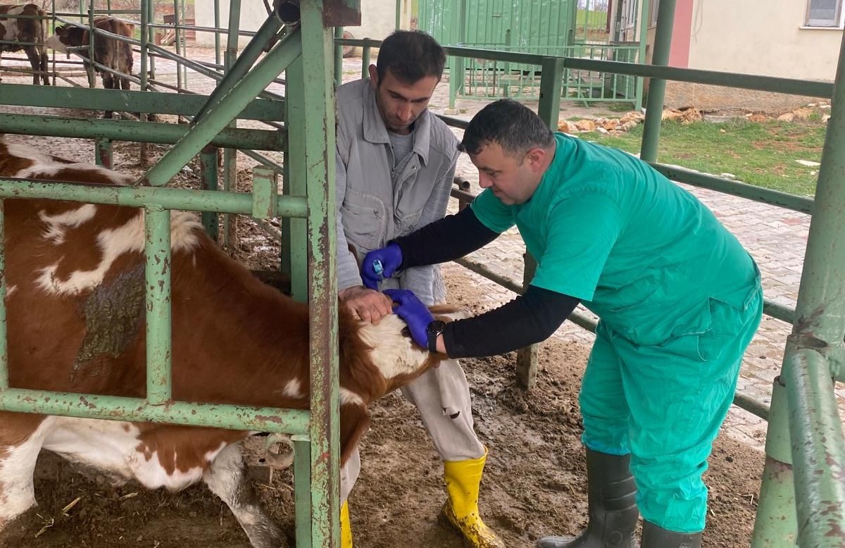 Konya'da 2 hastalığa tedbir alınıyor