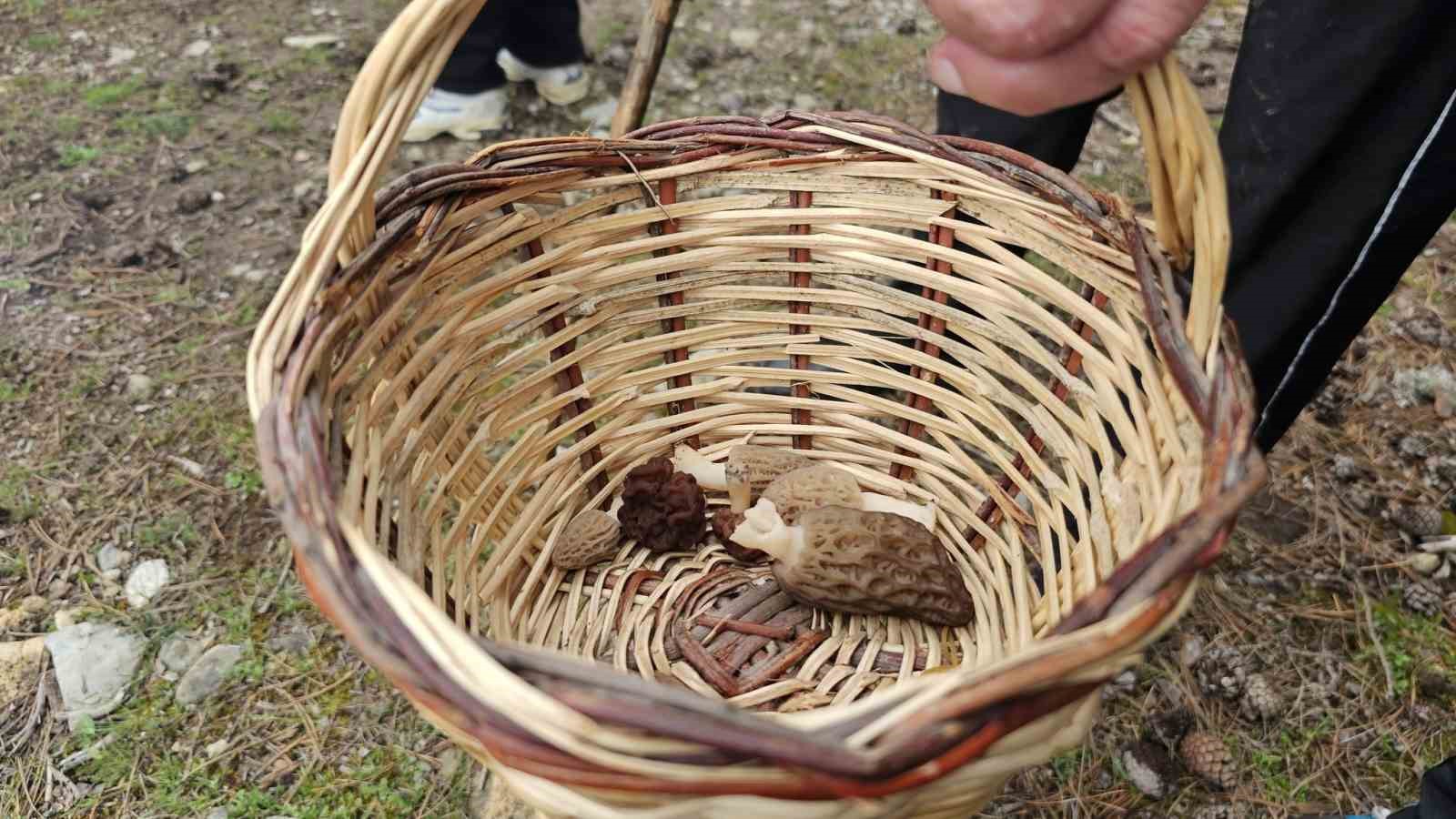 Konya'nın yükseklerinde toplanıyor! Kilosu 3 bin lira