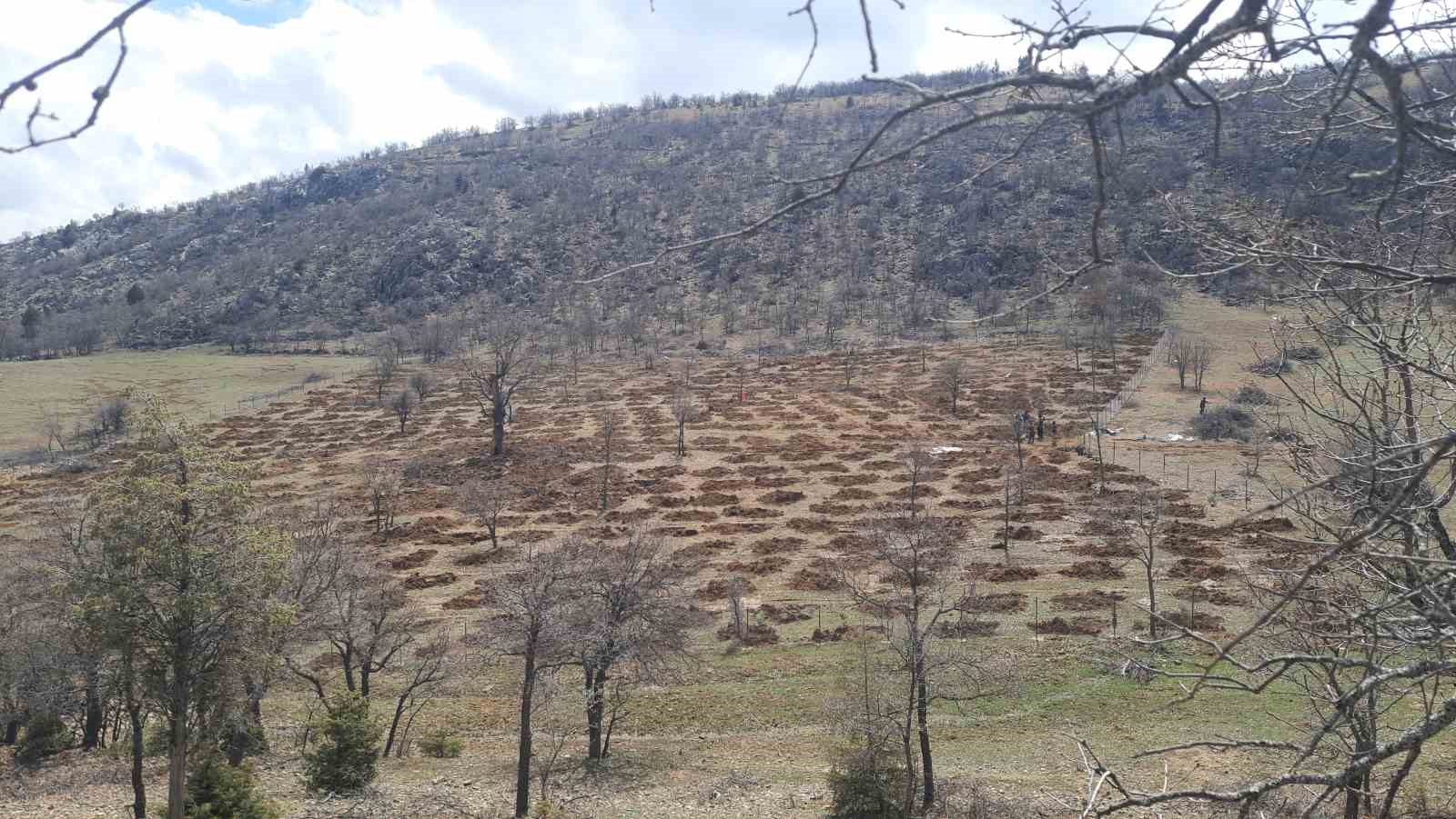 Yağış bol geldi herkese cesaret geldi! 13 dönüm ağaçlandırılacak