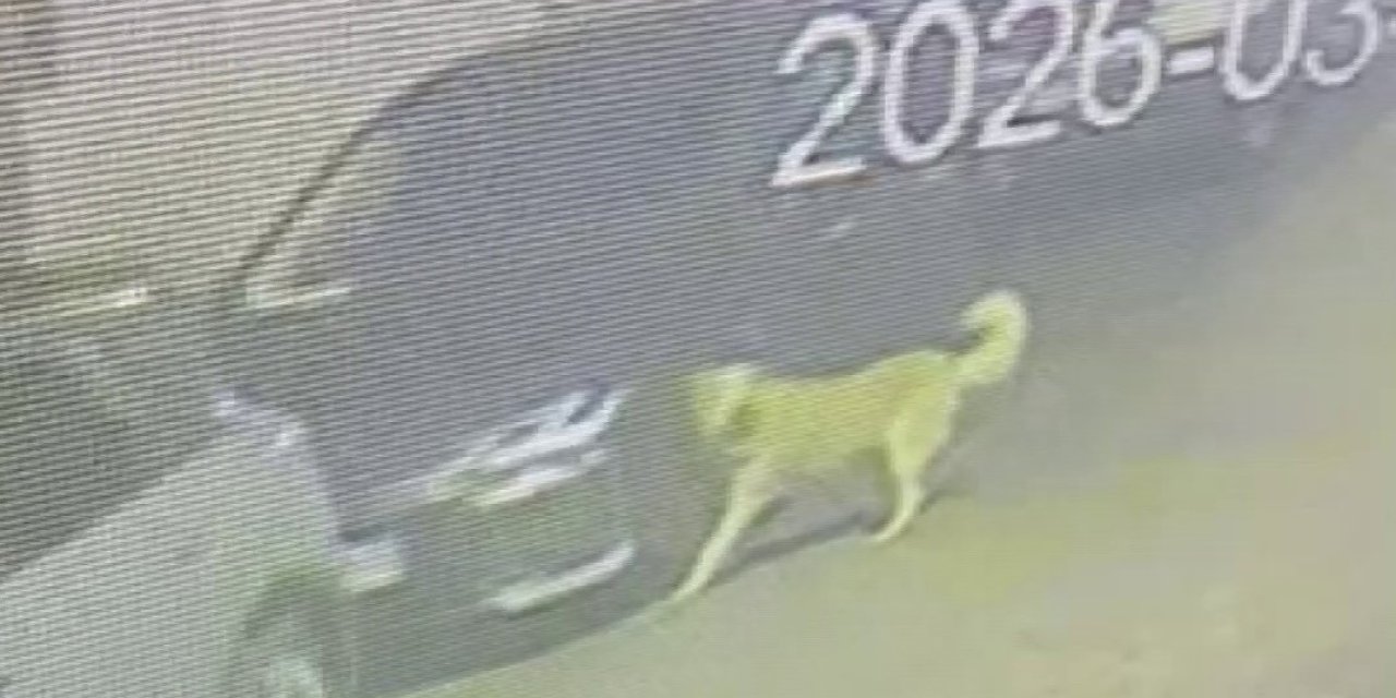 Sokak köpekleri araca zarar verdi