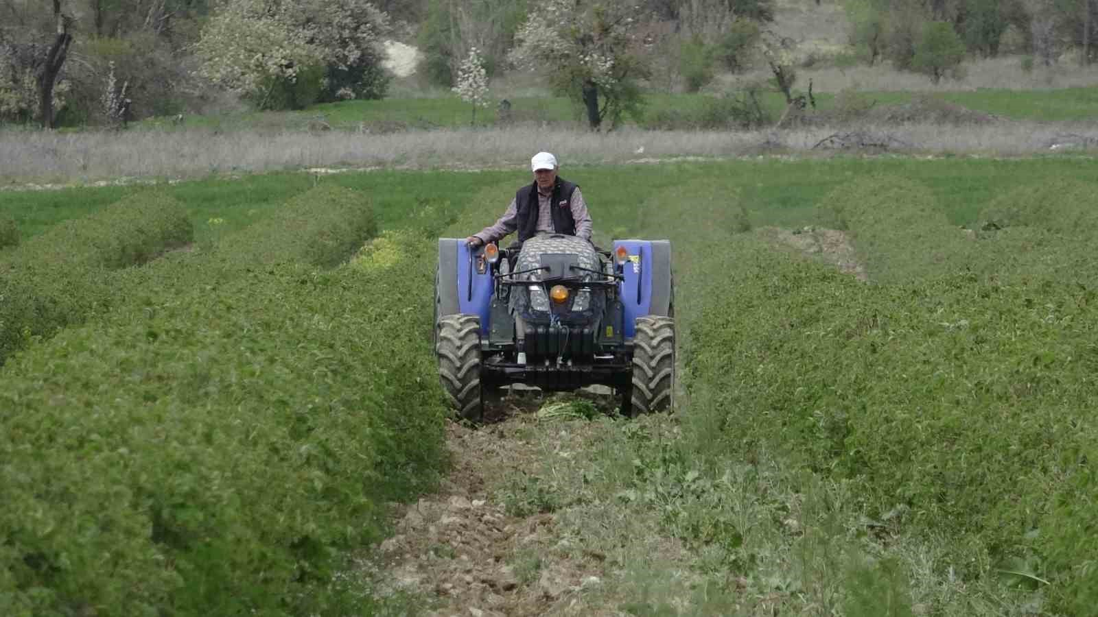 13 bin ton "peygamber kokusu" beklentisi