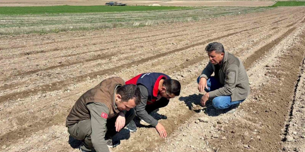 Afyon'un atıl arazileri değerlendi