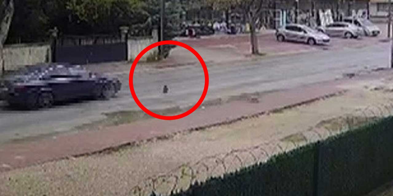 Konya’da Kediye Çarpan Araç Kaçtı, Yavru Başından Ayrılmadı